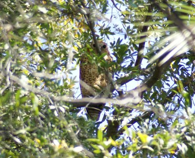 O Pels fishing owl a.JPG