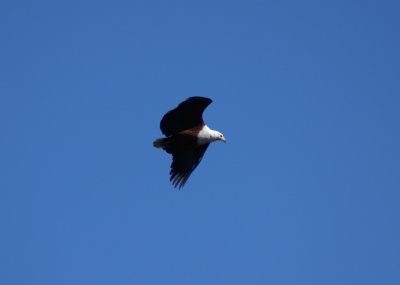 O fish eagle on the wing a.JPG