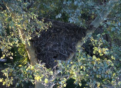 O hammerkop nest a.JPG