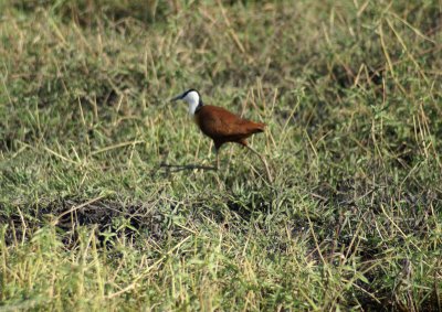 C African jacana 3.JPG