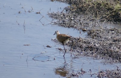 C African jacana a.JPG