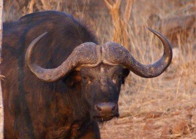 C cape buffalo a.JPG