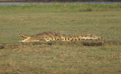 Chobe croc female, Botswana, Africa
