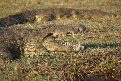 Chobe croc floss 2, Botswana, Africa