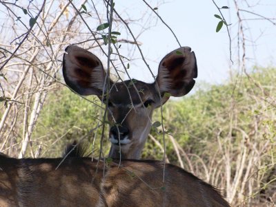 C kudu at you a.jpg