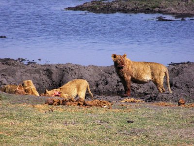 C lions eating a.jpg
