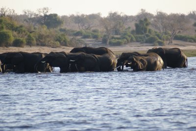 c elephants crossing river a.JPG