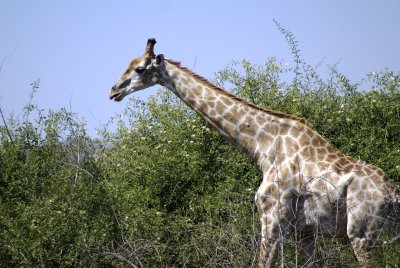 c giraffe 2 a.JPG