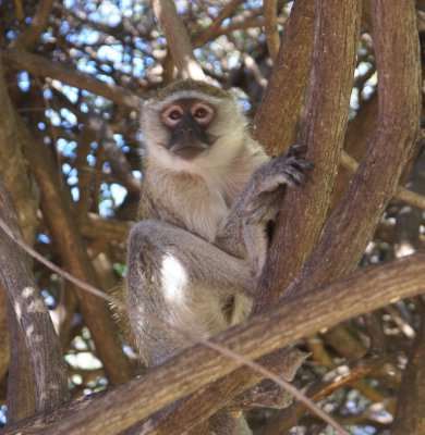 C vervet monkey a.JPG