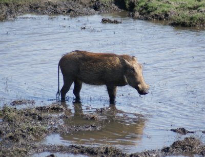 C warthog a.JPG