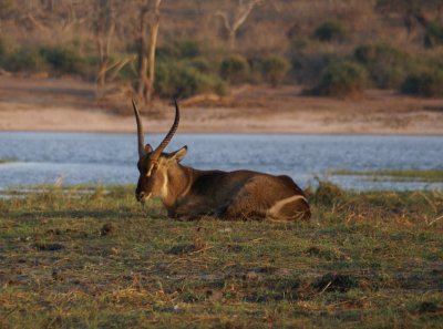 C water buck a.JPG