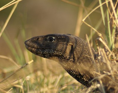 C water monitor 2 a.JPG