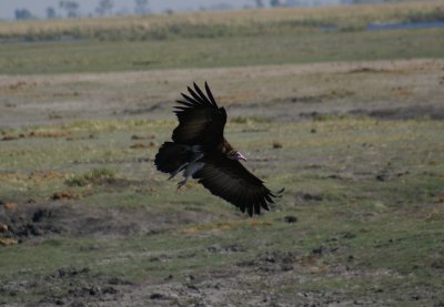 C white-headed vulture imm a.JPG