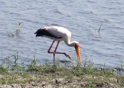 C yellow billed stork a.jpg