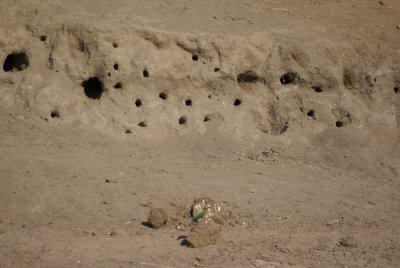 c white-fronted bee eater w nests.JPG