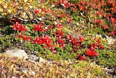 Bearberry (red) and crowberries (green and black)