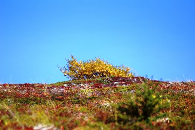 The yellow tree is dwarf birch