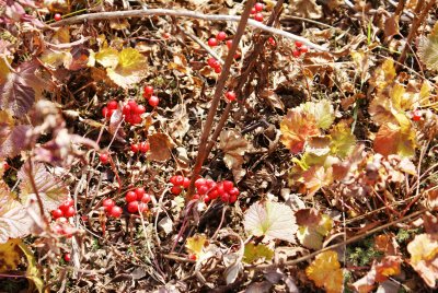 Highbush cranberry