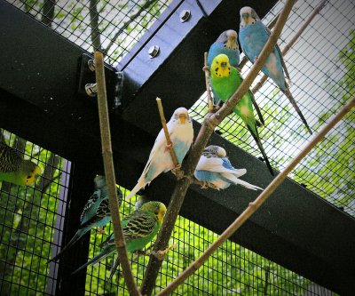 Birds2.jpg