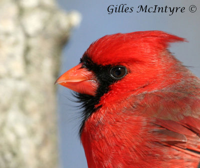 Northern Cardinal / Cardinal Rouge Male