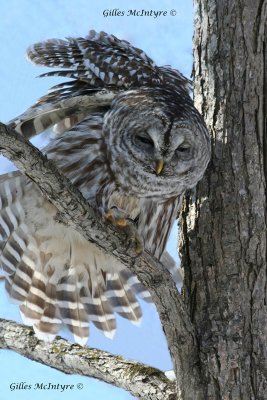 Barred Owl  /  Chouette Rayee.jpg