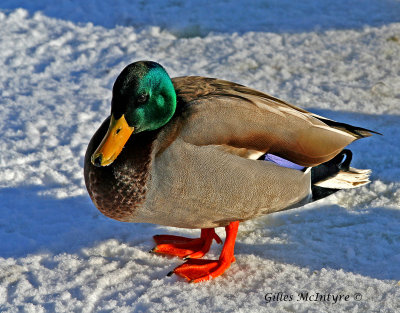 Mallard  Duck / Colvert male.jpg
