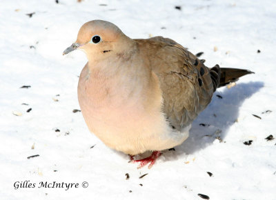 Mourning Dove  /  Tourterelle Triste.jpg