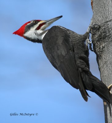 Pileated Woodpecker / Grand Pic.jpg