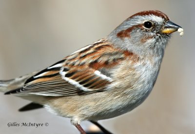 American Tree Sparrow / Bruand Hudsonien.jpg