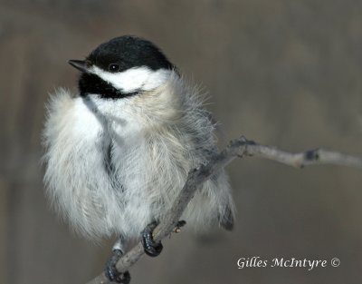 Black-capped Chickadee /  Mesange a tete noire.jpg