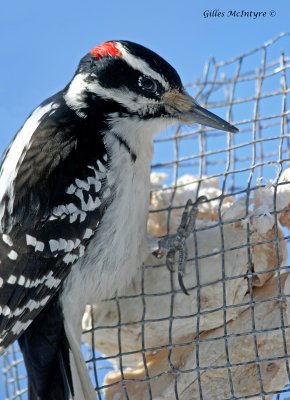 Hairy Woodpecker / Pic Chevelu.jpg