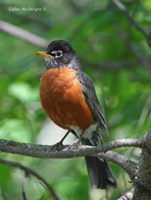 American Robin / Merle D'amrique.jpg