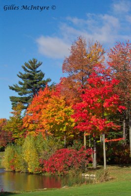 Autumn on the golf course / Automne sur le terrain de golf.jpg