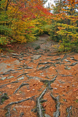 The path Rawdon,Qubec / Le sentier  Rawdon.jpg