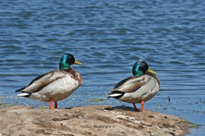 Two Mallard duck / 2 Canard Colvert.jpg