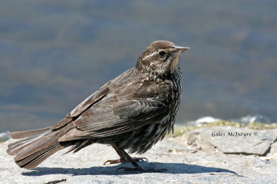 Pine Siskin / Tarin des Pins.jpg