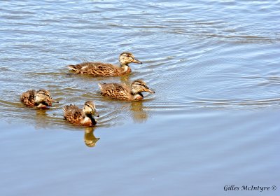 Young Ducks / Jeunes Canards.jpg