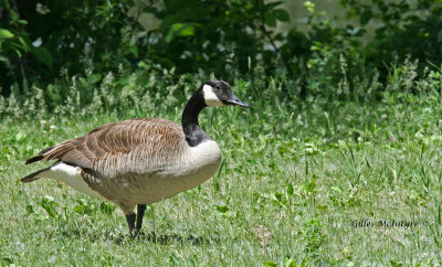 Canada Goose / Bernache du Canada.jpg