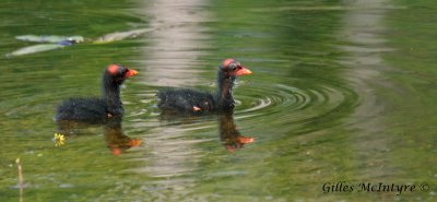 Common Moorhen baby / Gallinule poule-d'eau bb.jpg