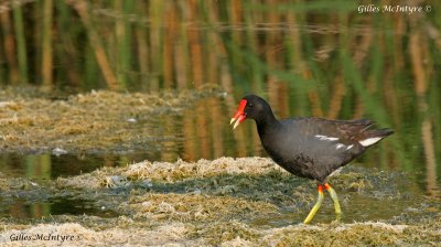 Common Moorhen  / Gallinule poule-d'eau .jpg