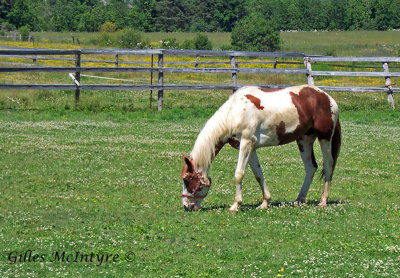 Horse / Cheval.jpg