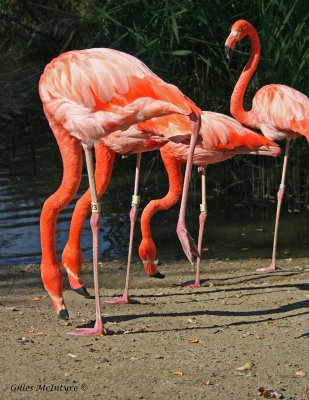 Pink flemish / Flamand rose.jpg
