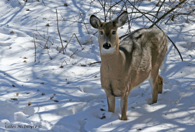 Roe-deer / Chevreuil.jpg