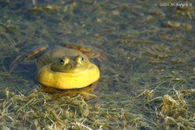 Bull frog / Ouaouaron.jpg
