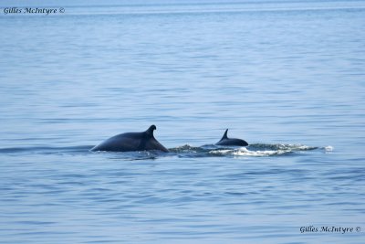 First whales which I saw  /  Les premires baleines que j'ai vu.jpg