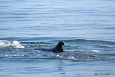 Dorsal fin from the Minke Whale  /  Nageoire dorsale d'un petit Rorqual.jpg