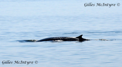 Minke Whale  /  Petit Rorqual.jpg