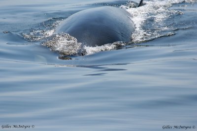 The fin Whale / Le rorqual Commun.jpg
