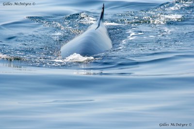 Fin Whale / Rorqual Commun.jpg