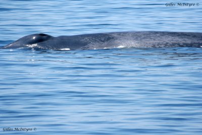 That one it is a blue Whale / Celle-là c'est une baleine bleu.jpg